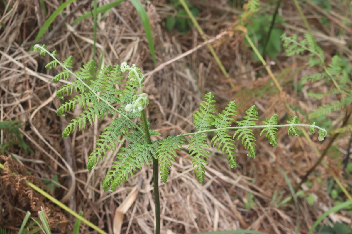 Pteridium revolutum  (Blume) Nakai